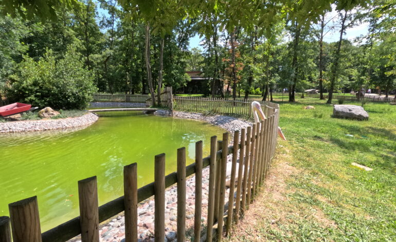 Kocaeli’nin Kalbinde Doğayla İç İçe Bir Cennet: Ormanya