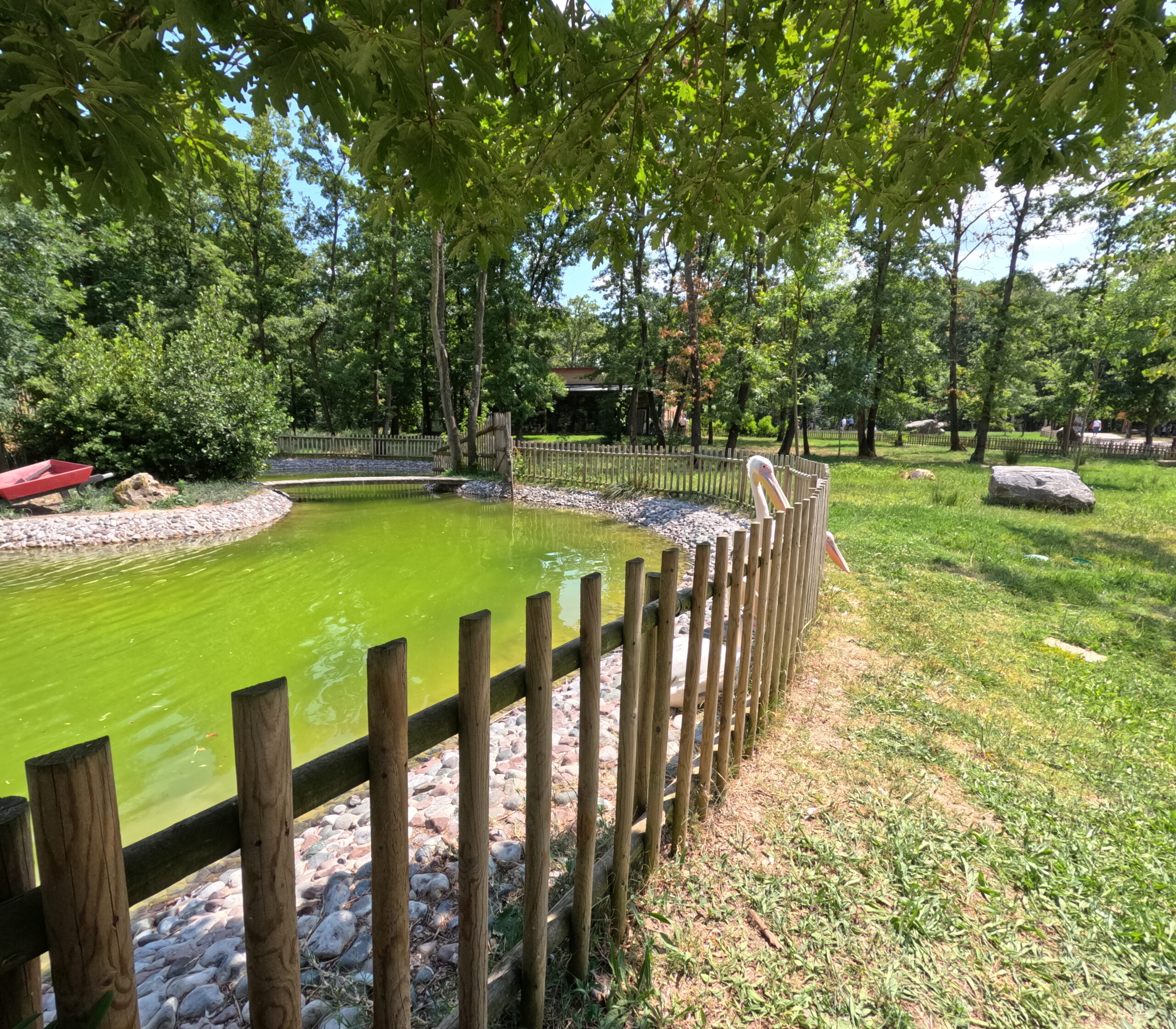 Kocaeli’nin Kalbinde Doğayla İç İçe Bir Cennet: Ormanya