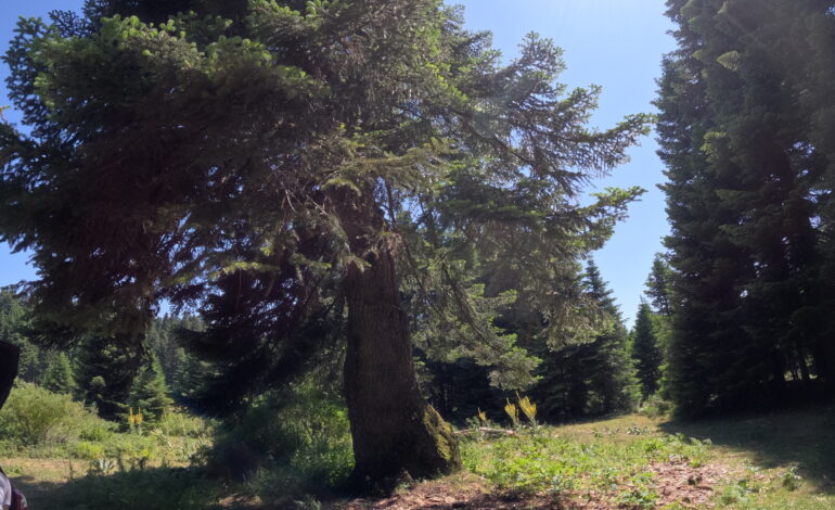 Bolu Sultanbey Yaylasını gezdik